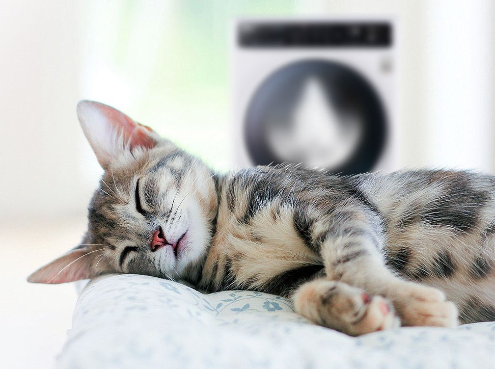 cat-wm-bg.jpg cat-wm-bg.jpg